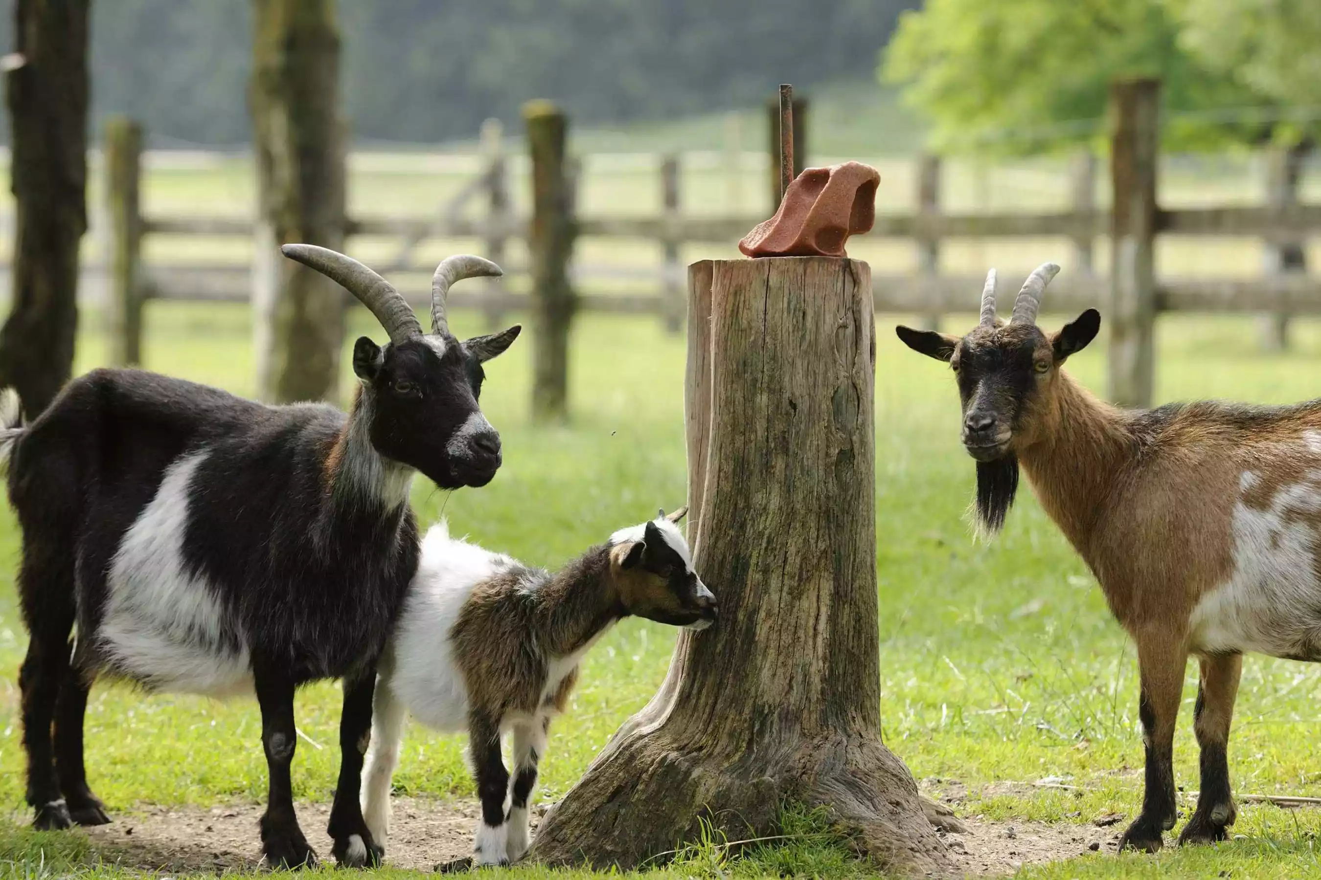 Tierfreundschaften schließen im Urlaub auf dem Bauernhof Bayern